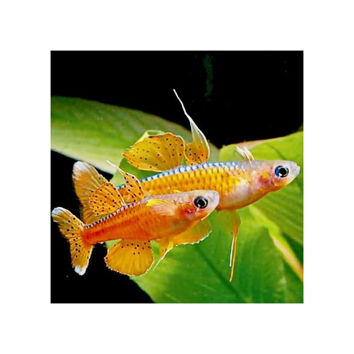 Pseudomugil Luminatus / Regenboogzalm