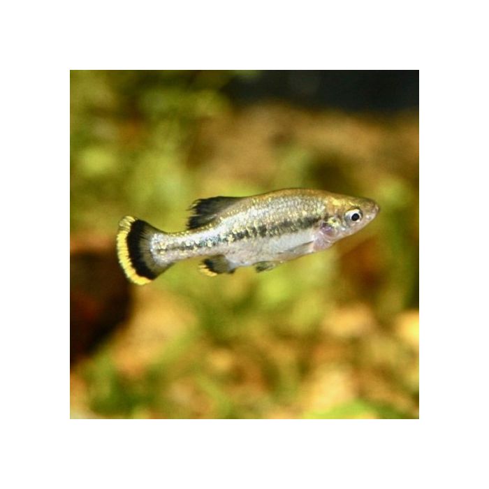 Ameca Splendens / / Hooglandkarper