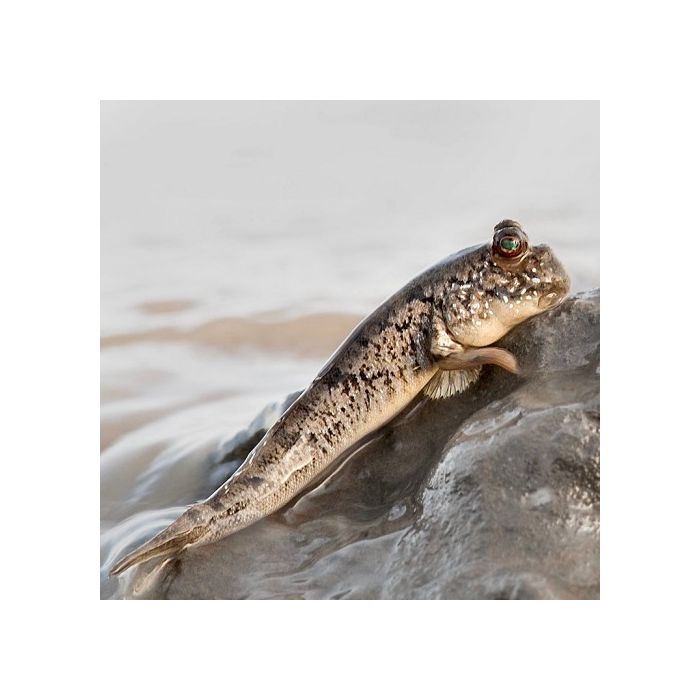 Periophthalmus Barbus / Slijkspringer Nigeria