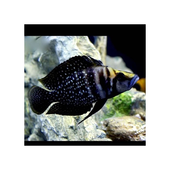 Altolamprologus Calvus Black Pearl