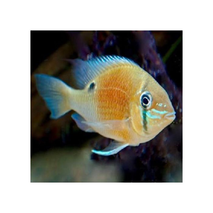 Biotodoma Cupido / Cupido Cichlide