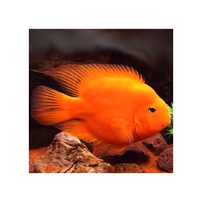 Cichlasoma Red Parrot / Rode Papagaai Cichlide