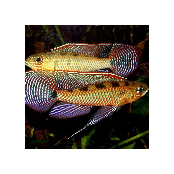 Crenicara / Dicrossus Maculatus