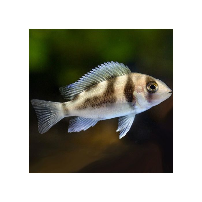 Cyphotilapia Frontosa Black Widow