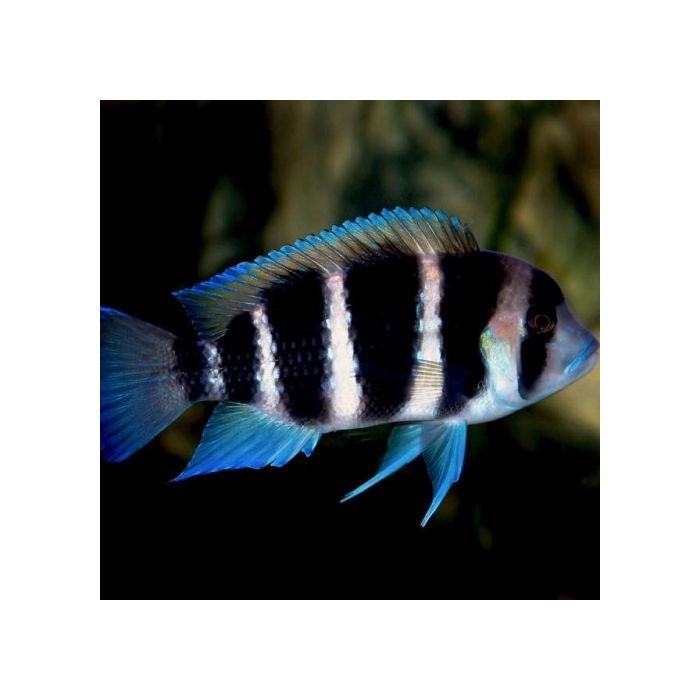Cyphotilapia Frontosa Tanganyika Cichlide