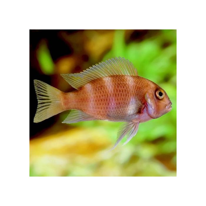 Cyphotilapia Frontosa Sp. Red