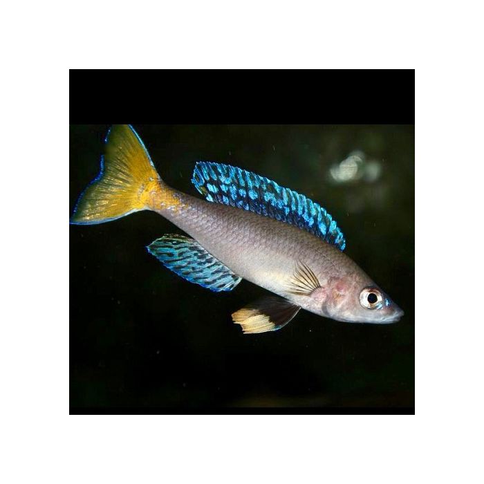 Cyprichromis Leptosoma Mpulungu