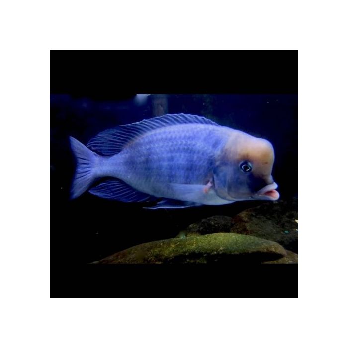 Haplochromis Moori Dolfijncichlide