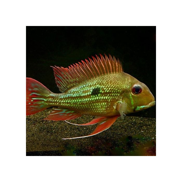 Geophagus Winemilleri