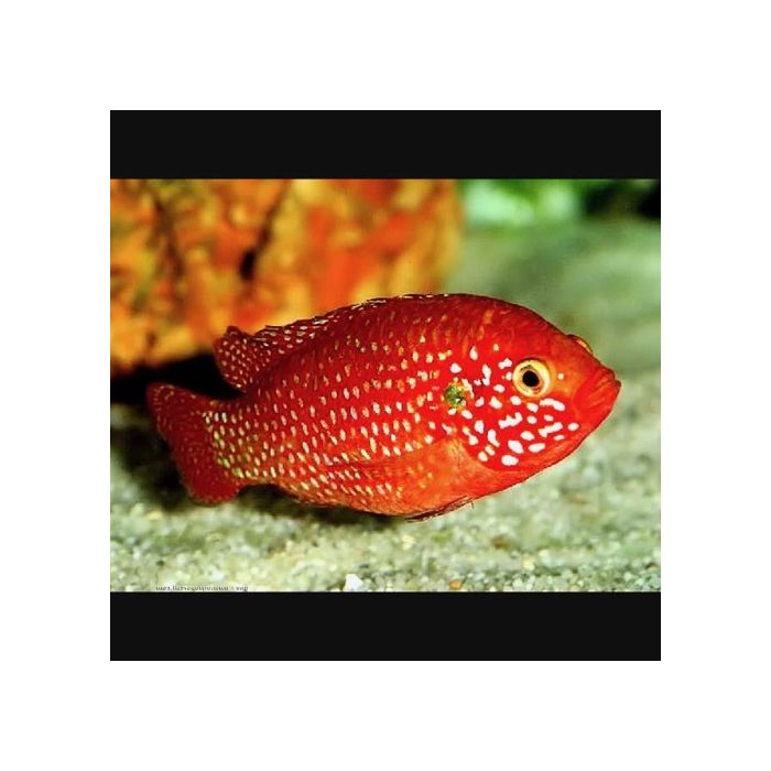 Hemichromis Lifalili Bloedrode Juweel Cichlide