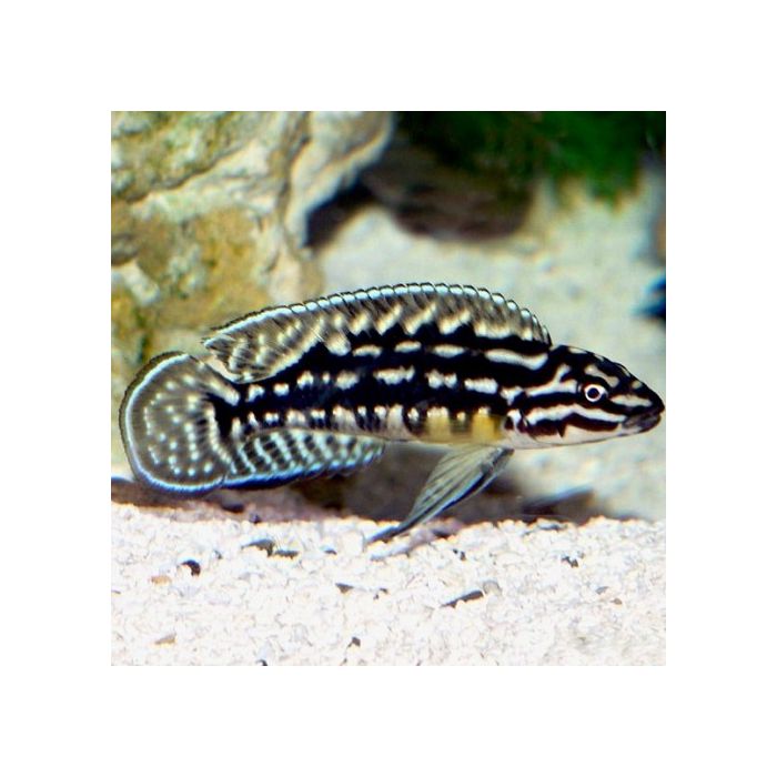 Julidochromis Marlieri