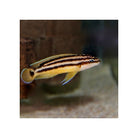 Julidochromis Ornatus