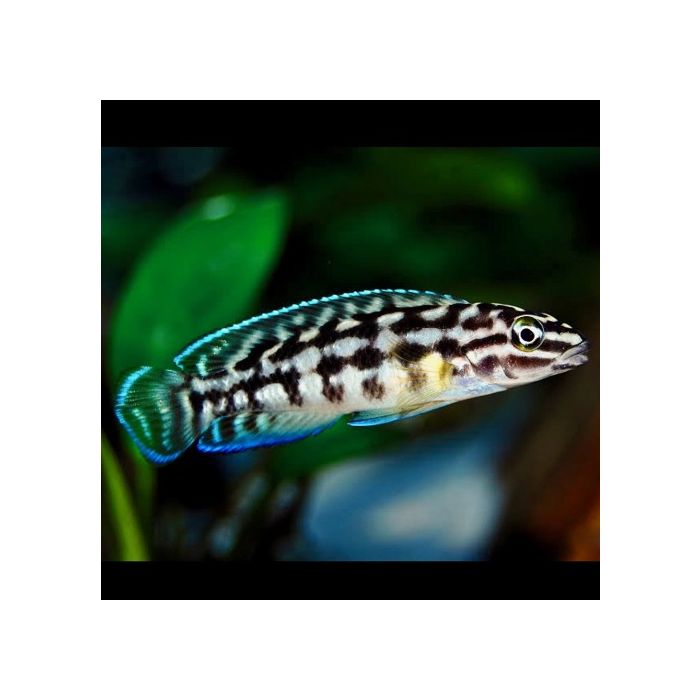 Julidochromis Transcriptus Gombi