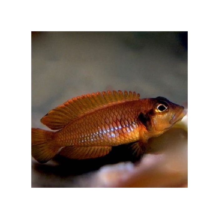 Lamp./Neolamprologus Ocellatus Oranje Tanganyika Cichlide