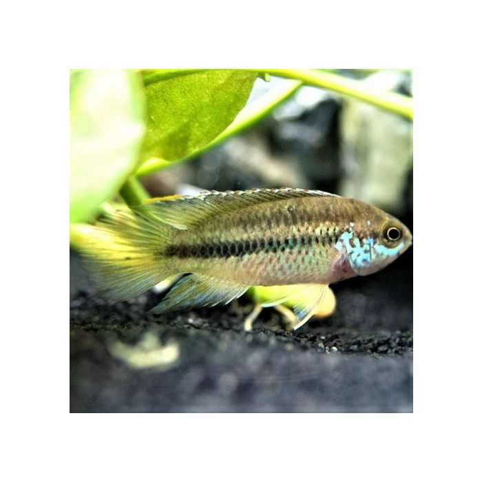Nannacara Anomala Dambordcichlide