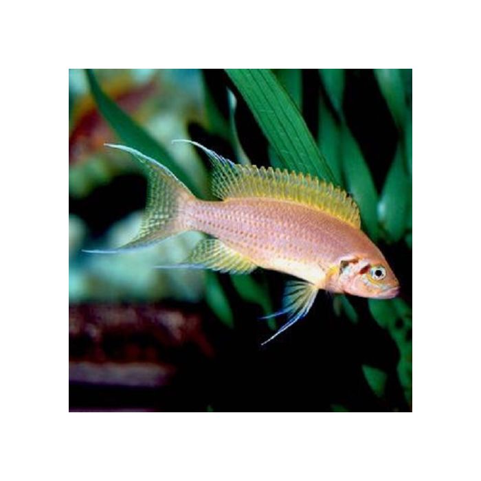 Neolamprologus Brichardi  Prinses van Burundi