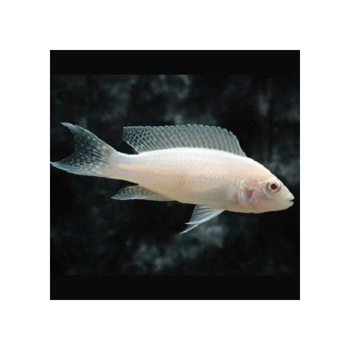 Neolamprologus Brichardi  Prinses van Burundi Albino