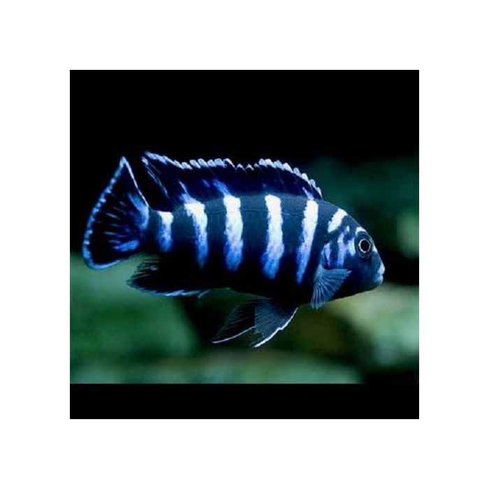 Pseudotropheus Demasoni