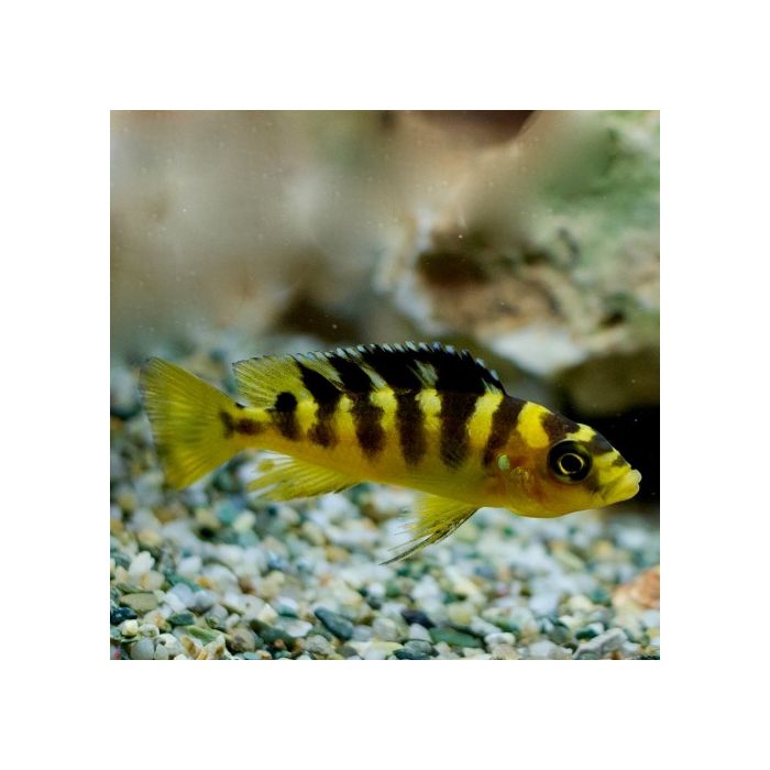 Pseudotropheus Crabro