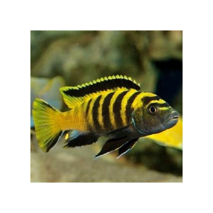 Pseudotropheus Flavus