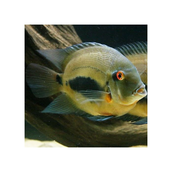 Uaru Amphiacanthoides / Uaru Triangle Cichlid / Kegelvlekcichlide