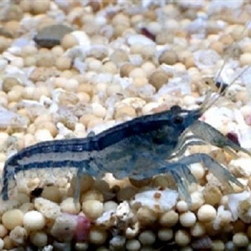 Cambarellus diminutus - Dwergkreeft blauw