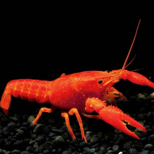 Cherax lorentzi sp.neon - Neon Kreeft