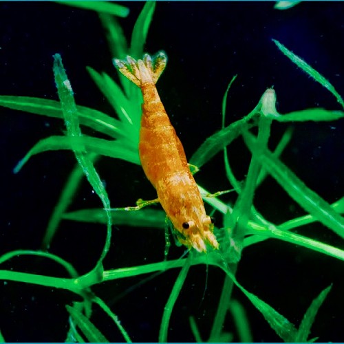 Neocaridina sp. Orange Sakura garnaal
