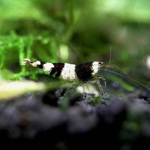Caridina cf cantonensis - Black Crystal Garnaal