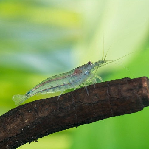 Caridina japonica / multidentata - Amanogarnaal / Japonica garnaal