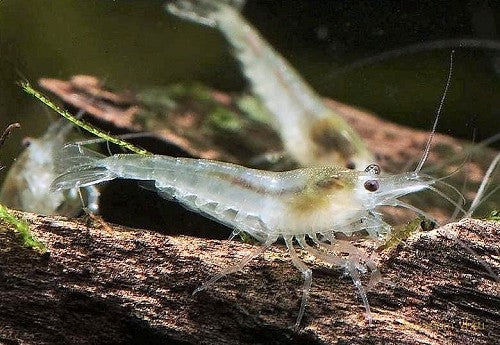 Neocaridina cf. zhangjiajiensis - White Pearl