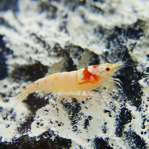 Caridina sp. - Mosura Garnaal