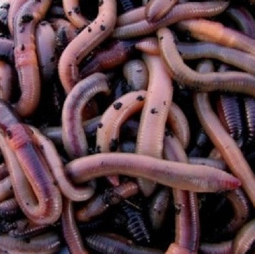 Wormen - Dendrobeana