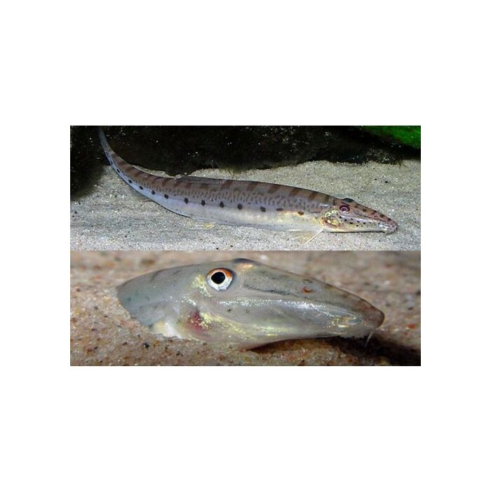 Acanthopsis Choirorhynchus/dialuzona / Paardekop Zandhapper