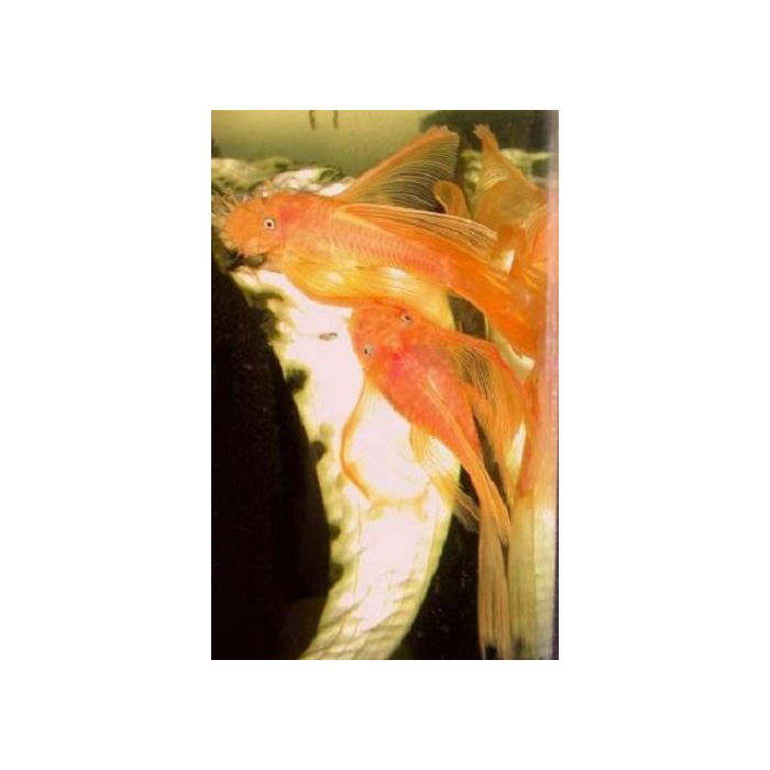 Ancistrus Temmincki Super Red Longfin