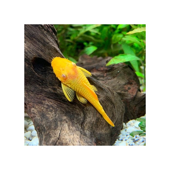 Ancistrus Temminckii Goud