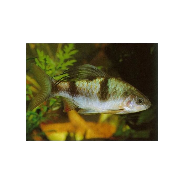 Barbus arulius / Langvinbarbeel