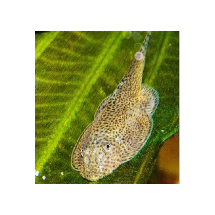 Beaufortia Leveretti / Algeneter China 