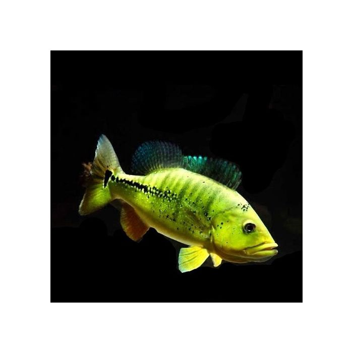 Cichla Melaniae Xingu