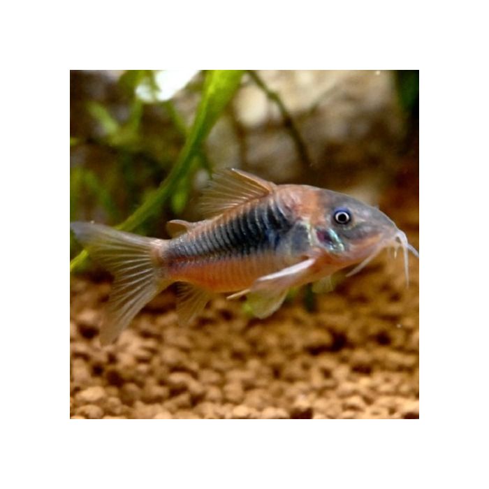 Corydoras Aeneus Pantsermeerval