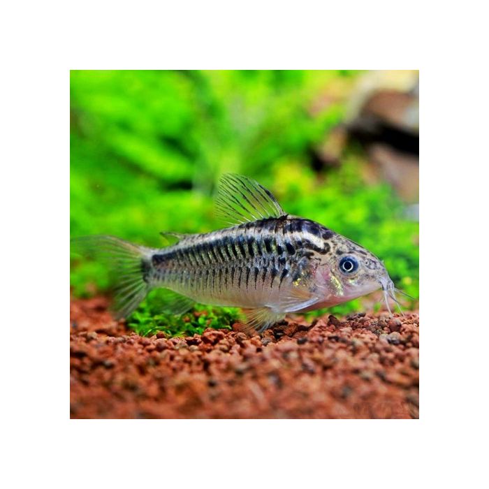 Corydoras Elegans