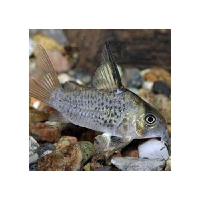 Corydoras Armatus