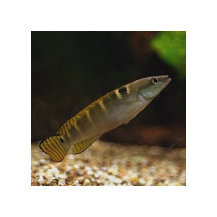 Crenicichla Compressiceps