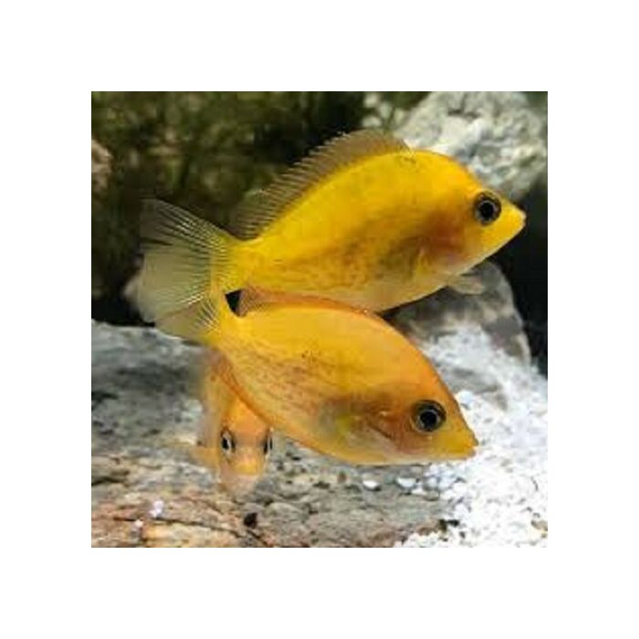 Etroplus Maculatus Gold