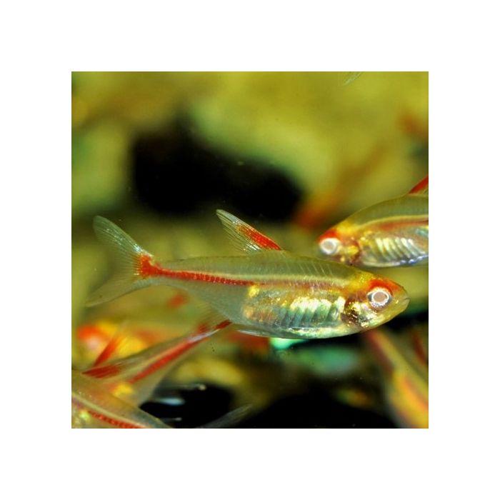 Cheirodon Paracheirodon Albino / Feuer-Neon-Albino