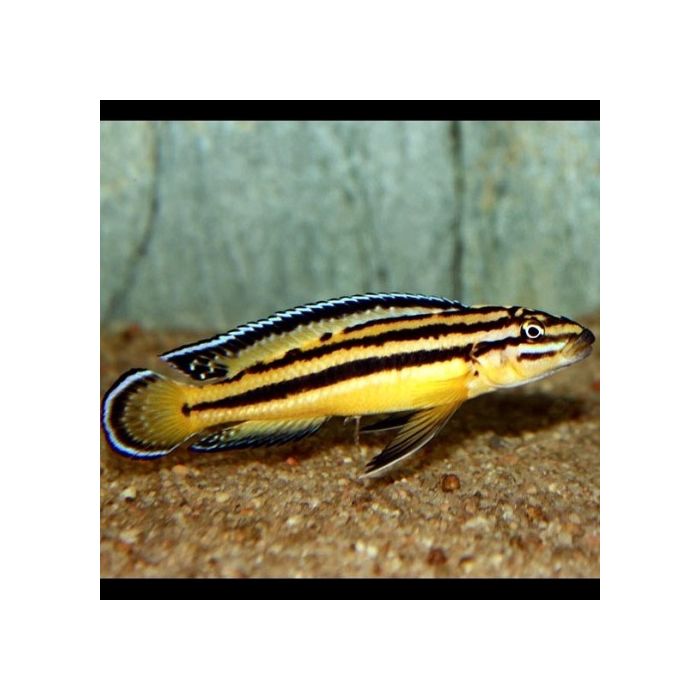 Julidochromis Regani (Kipili)