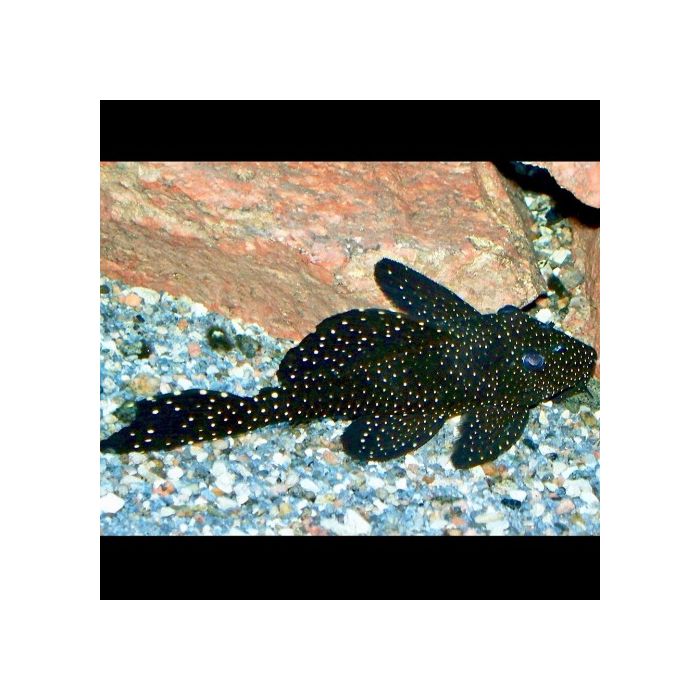 Leporacanthicus Galaxias Galaxias Pleco L240