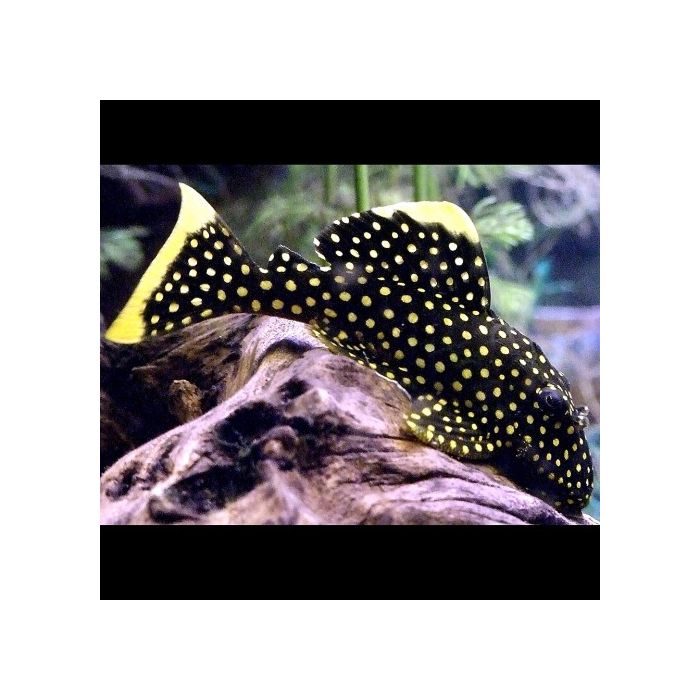 Baryancistrus Xanthellus Golden Nugget L018