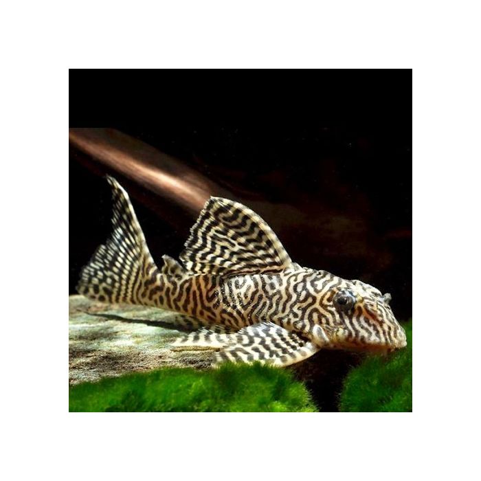 Hypancistrus sp. L066