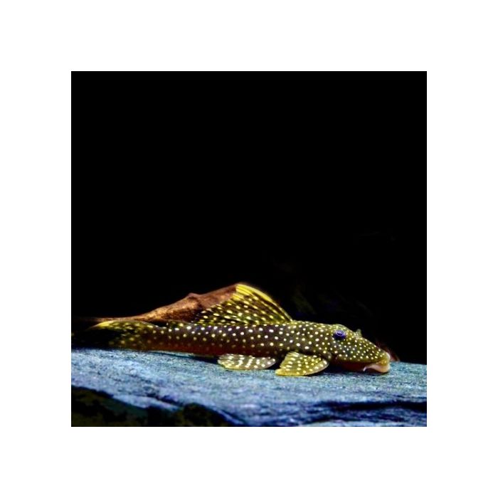 Pseudancistrus asurini L067